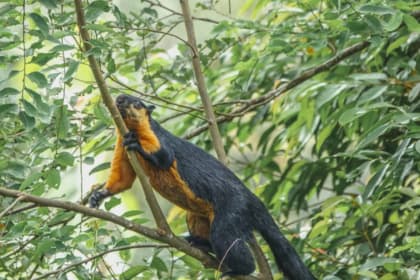 The Habitat Penang Hill